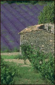 Lavender fields of France.