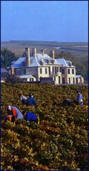 Champagne vineyards.